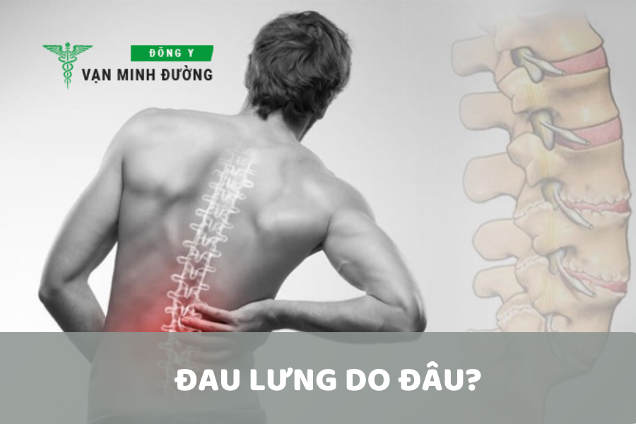 Bị đau lưng do đâu