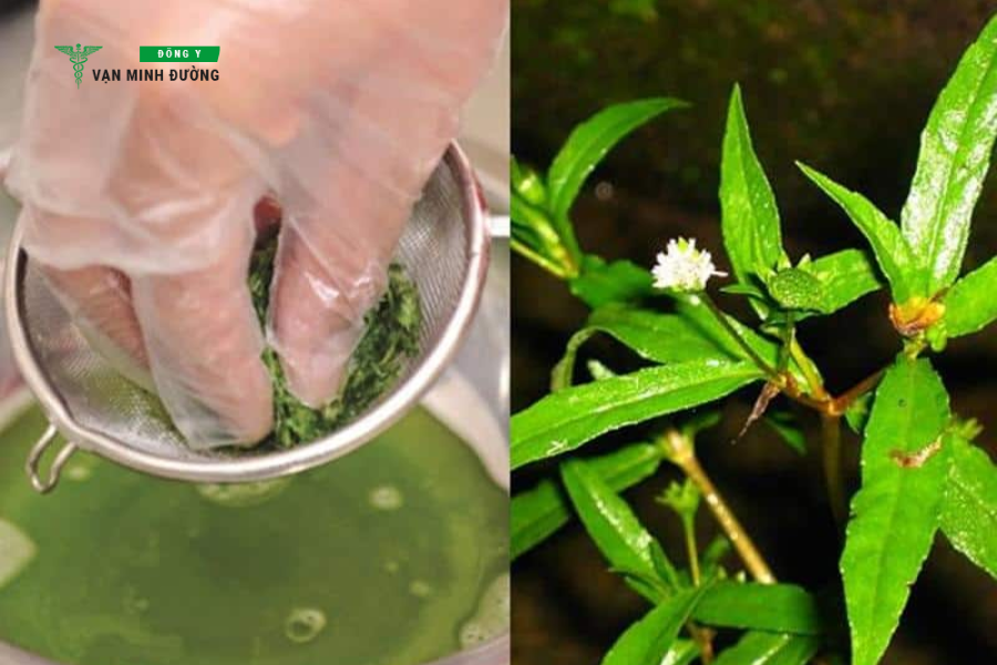 Cây cỏ mực (nhọ nồi)