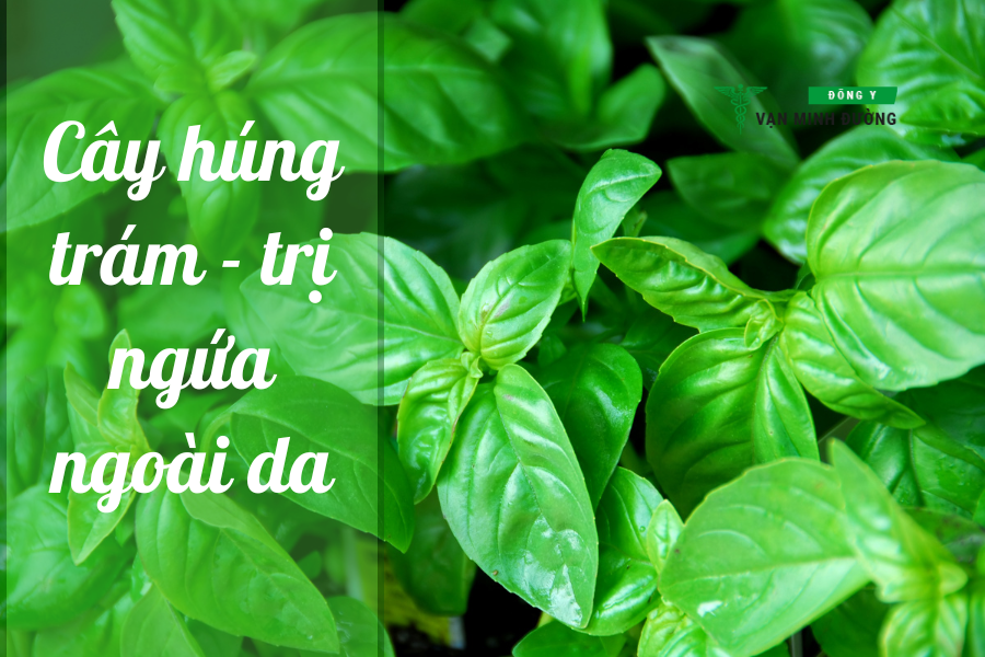 Cây húng trám (sài đất)