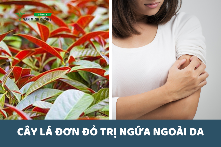 Cây lá đơn đỏ