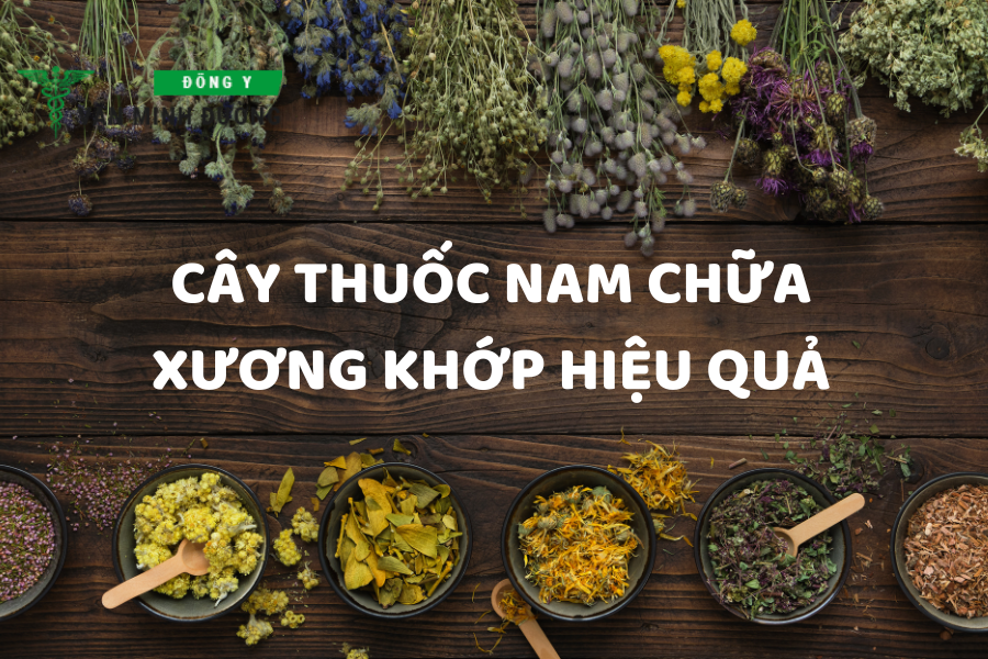 Cây thuốc Nam chữa xương khớp hiệu quả