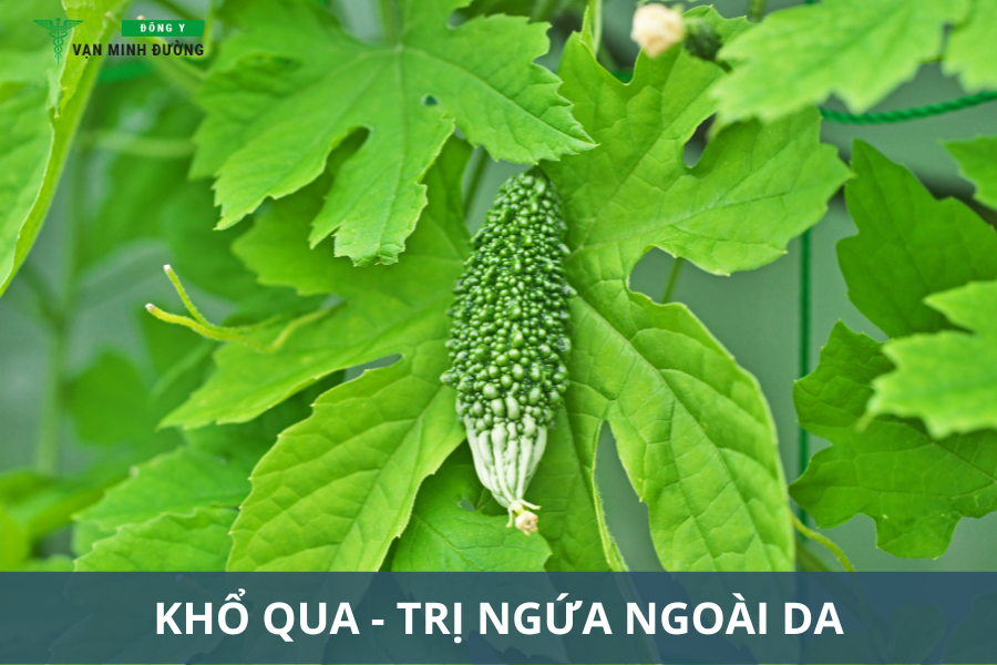 Khổ qua trị ngứa ngoài da