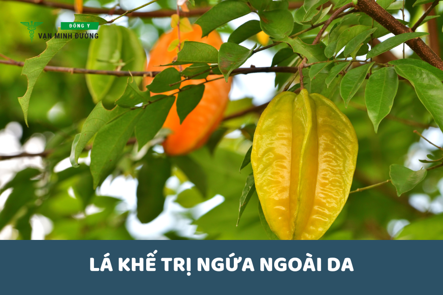 Lá khế