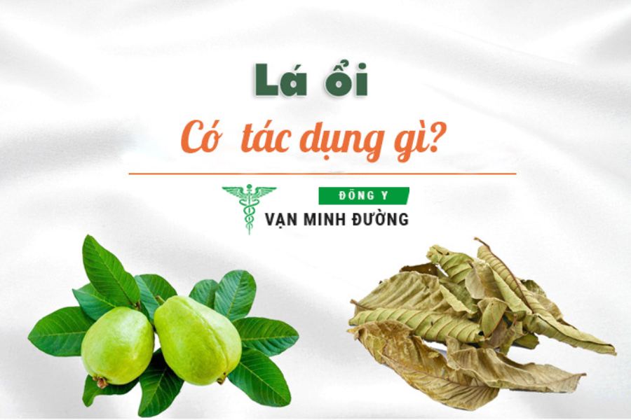 lá ổi có tác dụng gì?