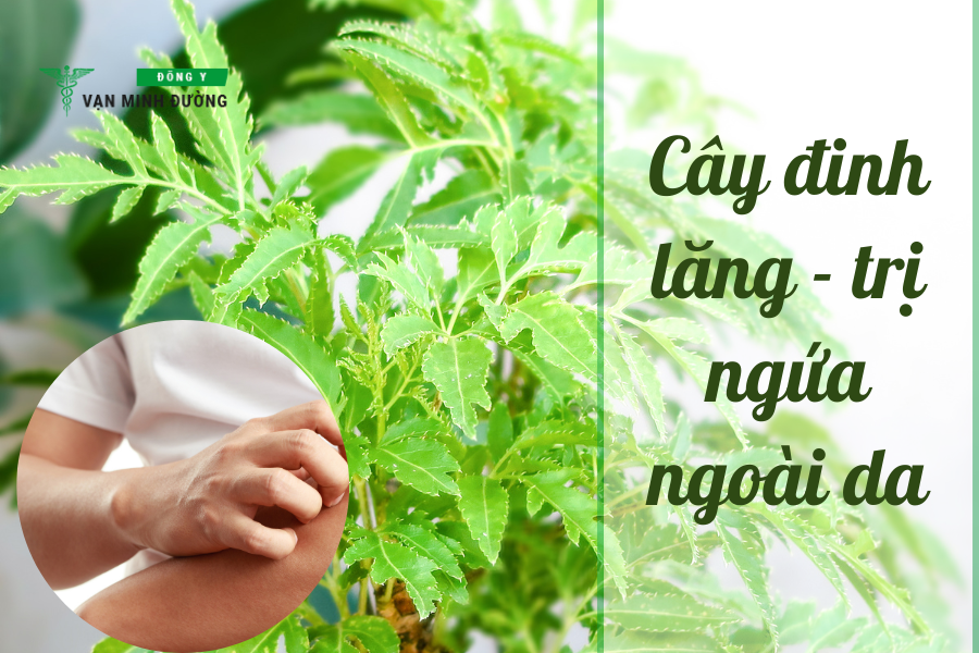 Trị ngứa ngoài da bằng cây đinh lăng