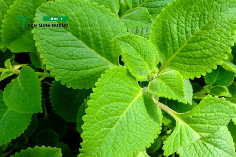 Lá tần giúp giảm ho cho người lớn tại nhà
