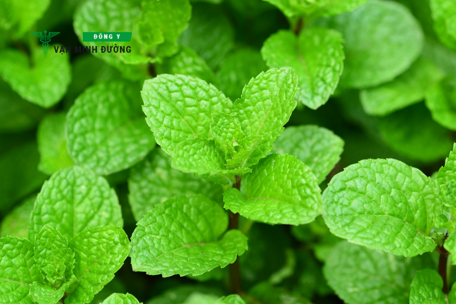 Trị ho tại nhà cho người lớn bằng lá bạc hà