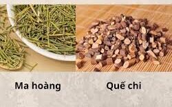 ma hoàng và quế chi